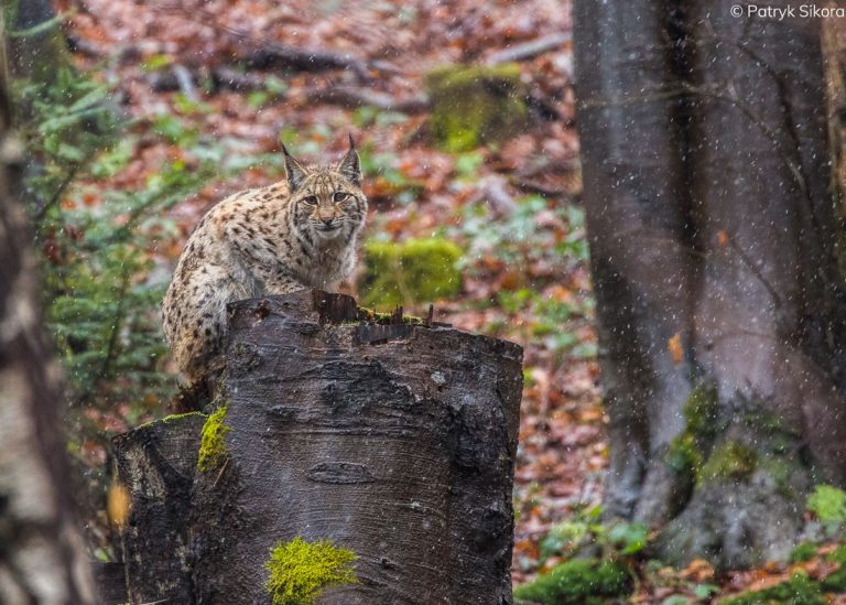 Wakacje w Beskidzie Niskim 3 Fauna Beskidu Niskiego OSW Radocyna