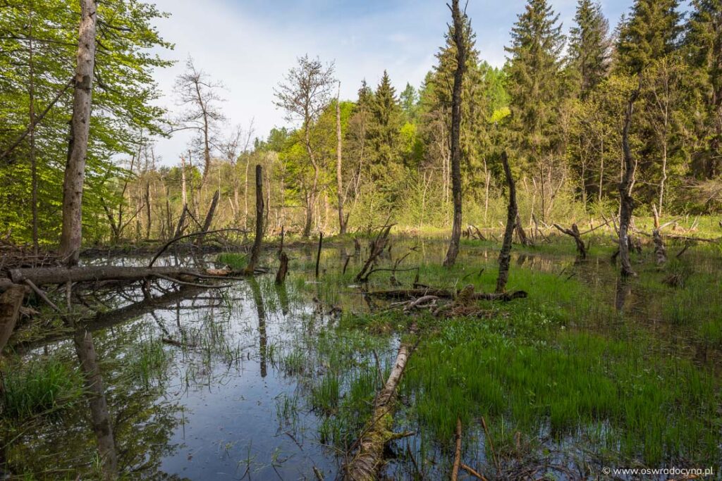 Bobrowisko, Radocyna Górna, fot. K. Ligeza